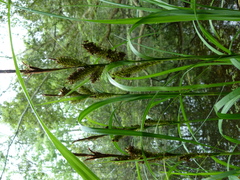 Carex hyalinolepis
