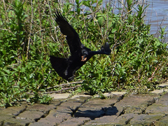Corvus corone
