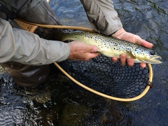 Salmo salar