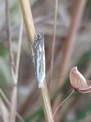Isophrictis lineatellus