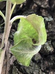 Podosphaera leucotricha