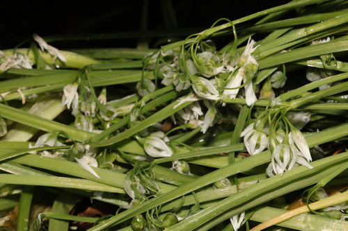 Allium triquetrum