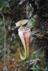 Nepenthes macfarlanei
