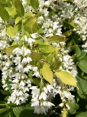 Deutzia gracilis