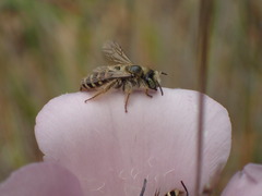 Hesperapis regularis