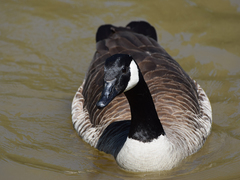 Branta canadensis