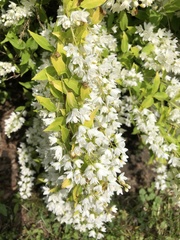 Deutzia gracilis