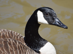Branta canadensis