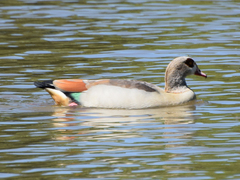 Alopochen aegyptiaca