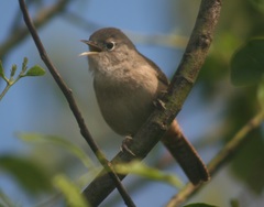 Troglodytes aedon chilensis