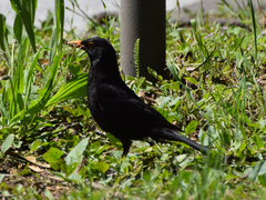 Turdus merula