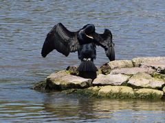Phalacrocorax carbo