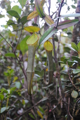 Nepenthes ramispina