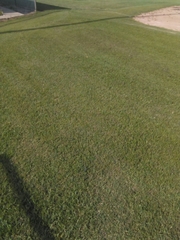 Cynodon dactylon dactylon