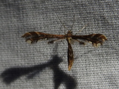 Geina periscelidactylus