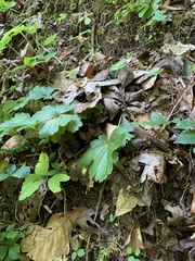 Waldsteinia lobata