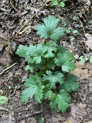 Waldsteinia lobata