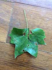Liriodendron tulipifera
