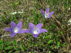 Campanula ramosissima