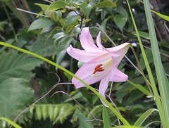 Lilium japonicum