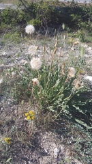 Takhtajaniantha crispa