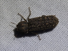 Lichenophanes bicornis