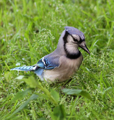 Cyanocitta cristata