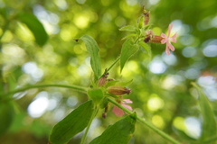 Silene × hampeana