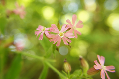 Silene × hampeana