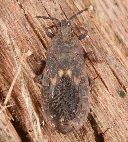 Neuroctenus elongatus