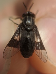 Chrysops mitis