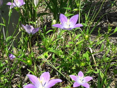 Campanula ramosissima