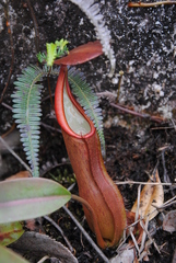Nepenthes sanguinea
