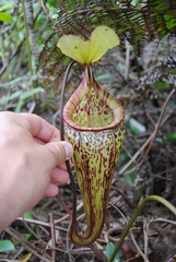 Nepenthes macfarlanei