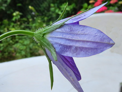 Campanula ramosissima