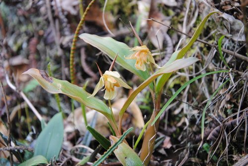 Coelogyne radicosa Ridl. 3