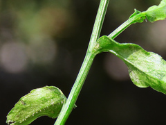 Campanula ramosissima