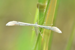 Hellinsia carphodactyla