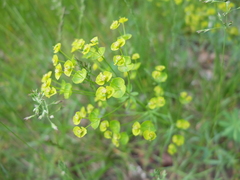 Euphorbia esula