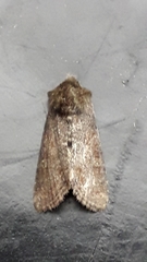 Oligia latruncula