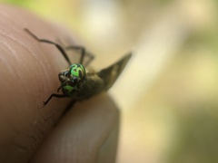 Chrysops excitans