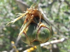 Rhaponticoides africana