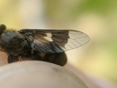 Chrysops excitans