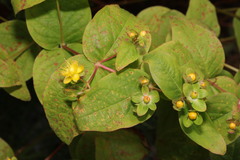 Uredo androsaemi