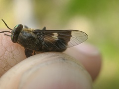 Chrysops excitans