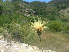 Rhaponticoides africana