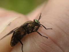 Chrysops excitans