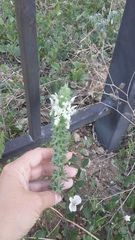 Stachys atherocalyx