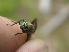 Chrysops excitans