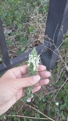 Stachys atherocalyx